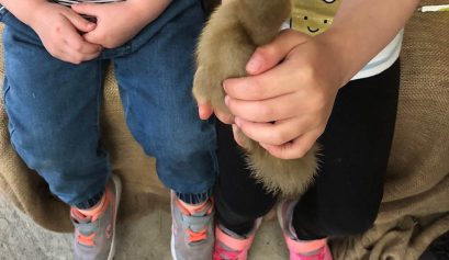Golden Ridge Animal Farm