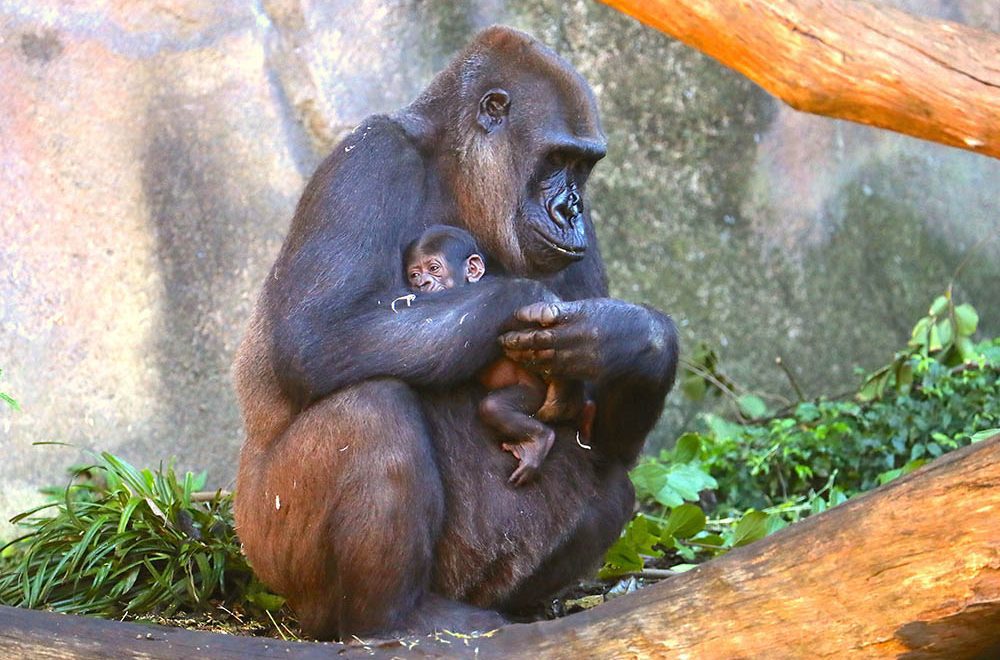 Visit the new baby gorilla at Taronga Zoo