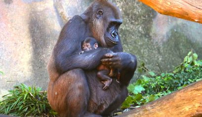 Visit the new baby gorilla at Taronga Zoo