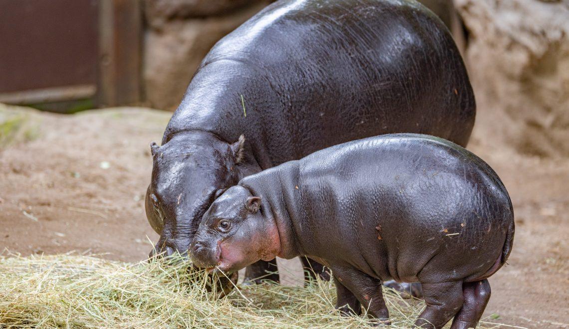 Spring into adventure: Unforgettable experiences await at  Taronga Zoo Sydney this school holidays