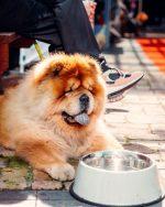 The Golden Sheaf: Pub & Garden Bar in Sydney