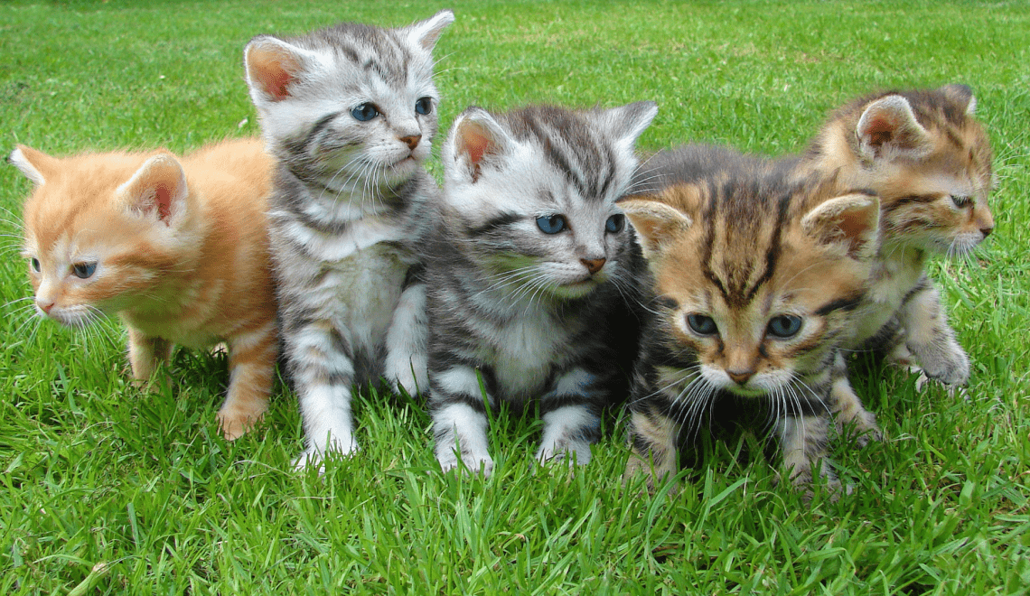 6 Surprising Health Benefits of Owning a Cat – For Mind and Body