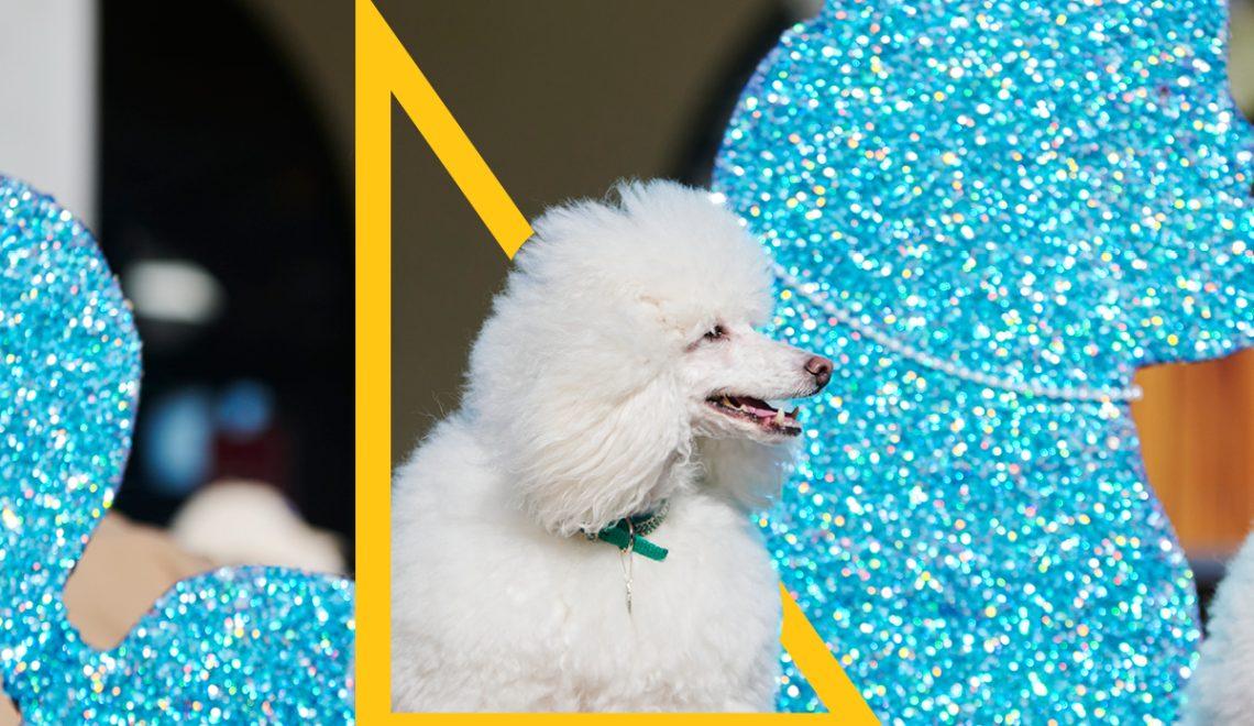 Paws Up, Bondi! The Pavilion Paw Parade Is Back and Cuter Than Ever