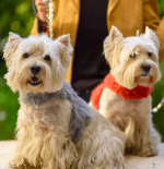 Coco and Nero, Sydney Australia