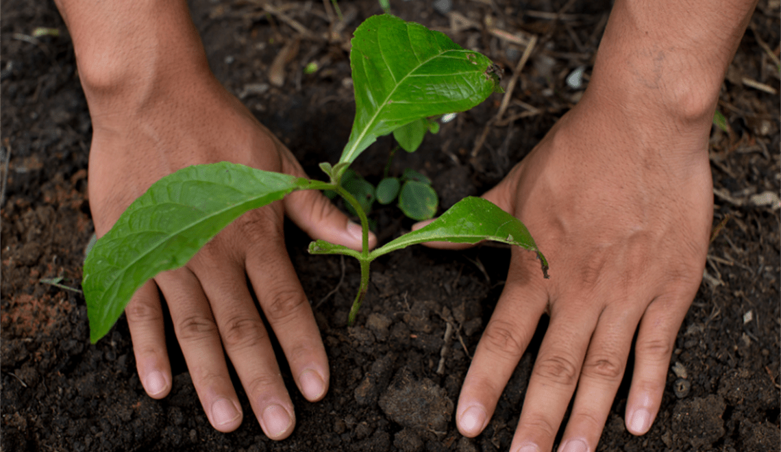 Celebrate National Tree Day in Woollahra with the Kids
