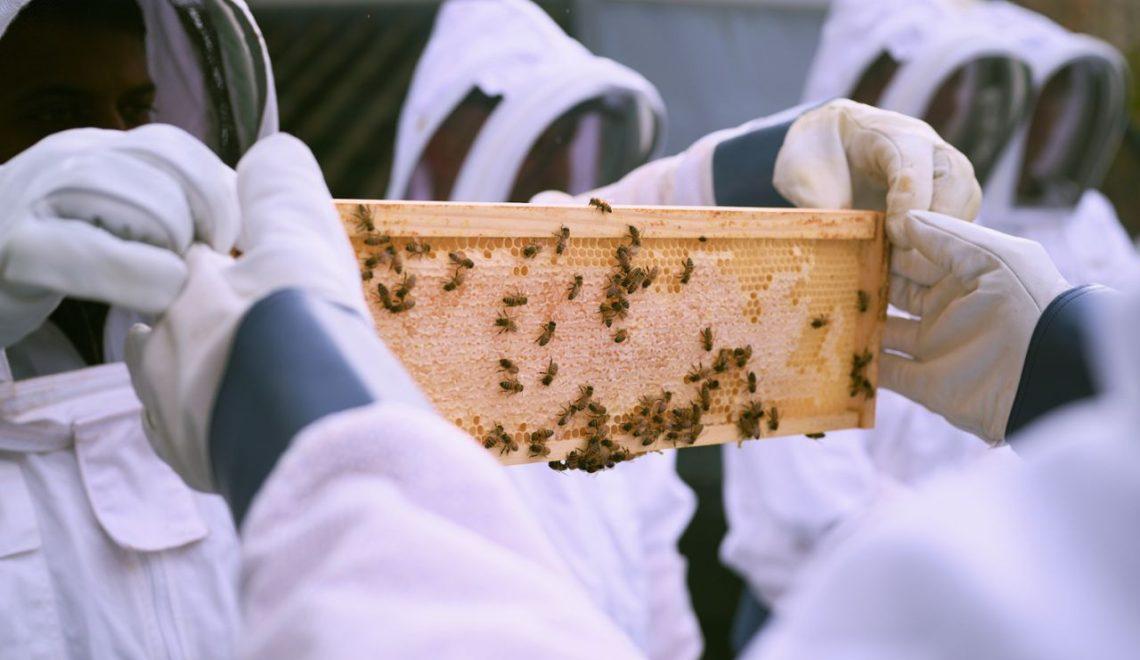 Meet the Bees at Centennial Park – A Sweet Adventure with Rooftop Bees