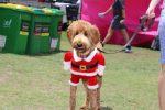 Santa Paws Event Volunteer