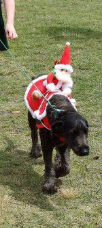 Santa Paws Event Volunteer