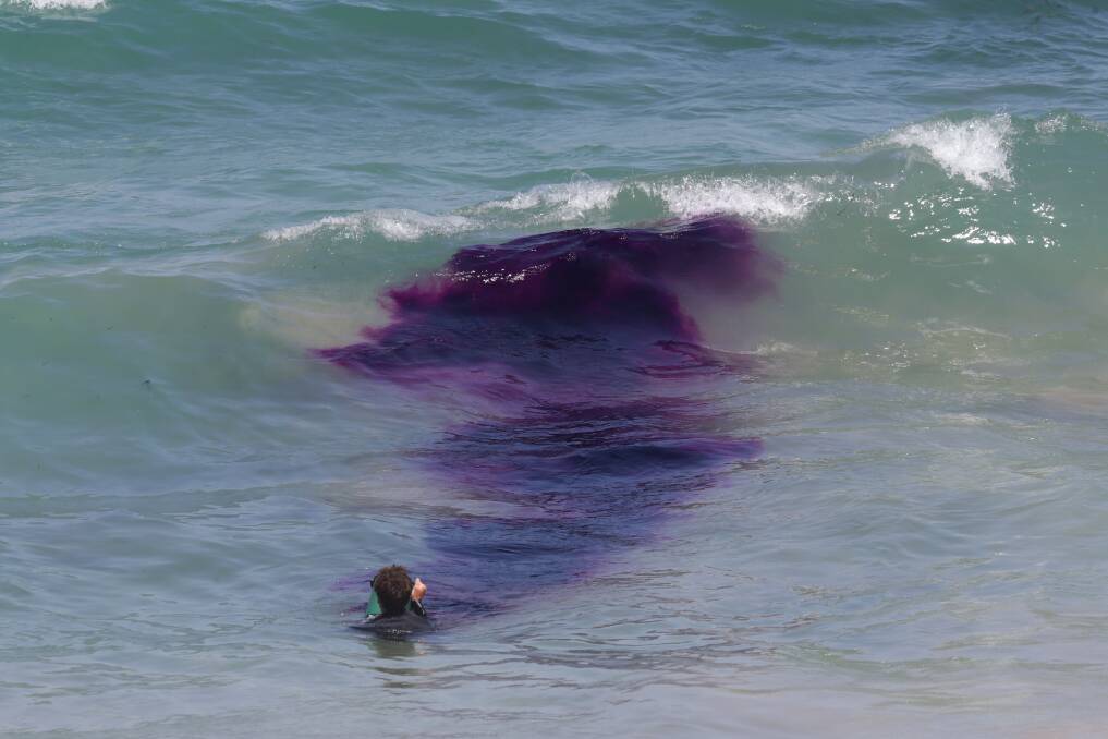 Learn to Read the Surf with Dr Rip at Maroubra Beach