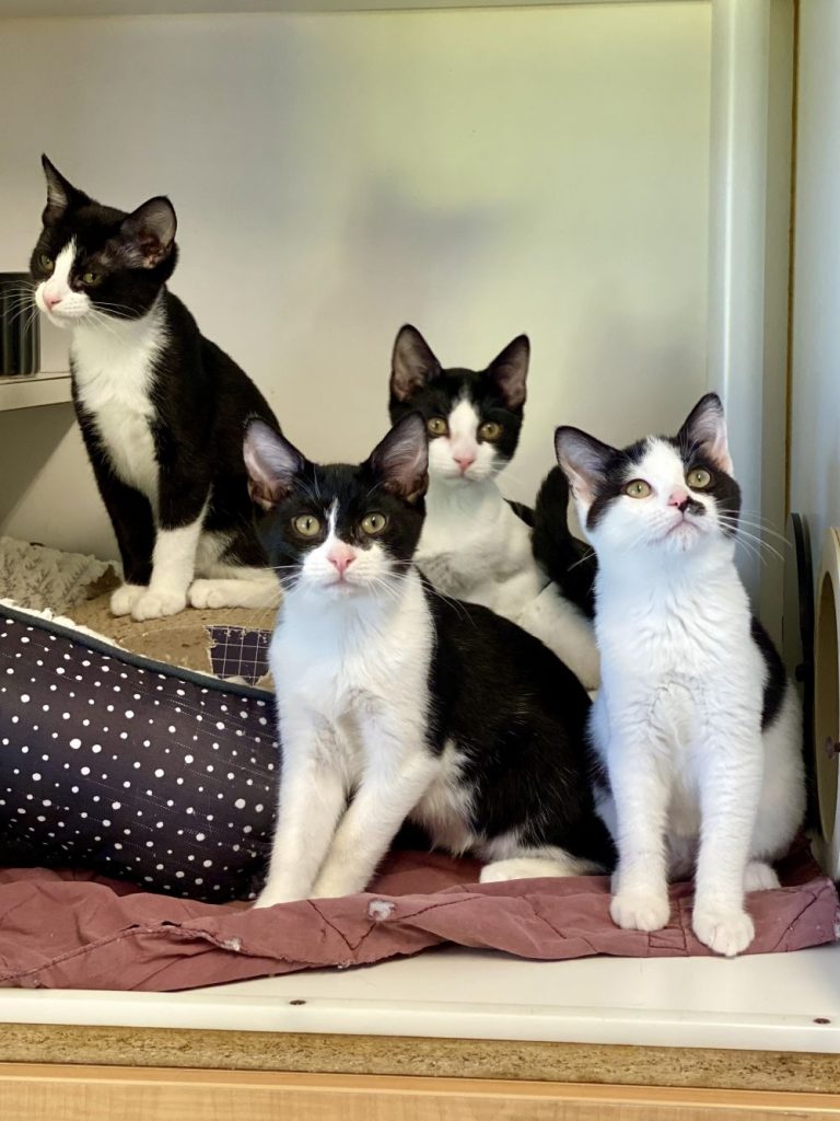 adopt a pet kats