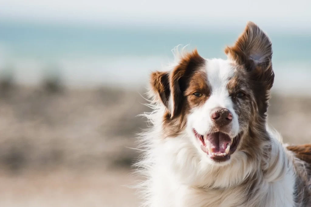 Adopt a dog