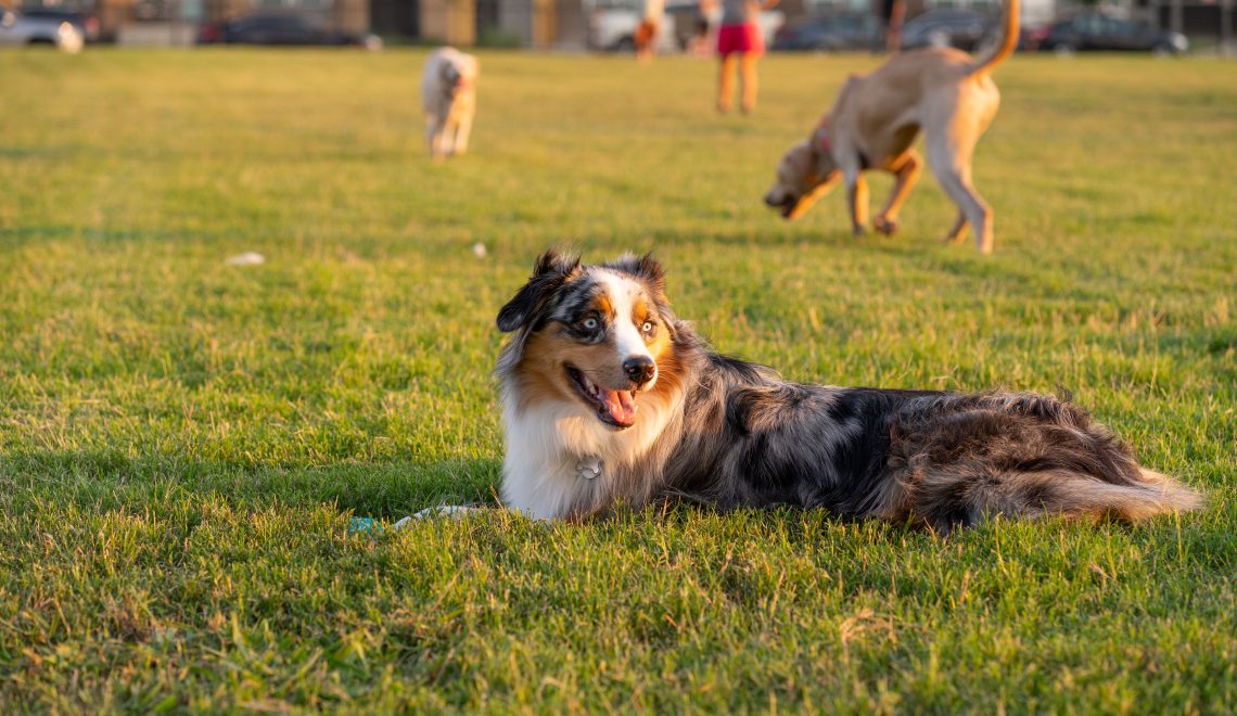 Dog Days Out: Take the Whole Family (Including the Dog!) to North Bondi