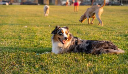 Dog Days Out: Take the Whole Family (Including the Dog!) to North Bondi