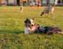 Dog Days Out: Take the Whole Family (Including the Dog!) to North Bondi