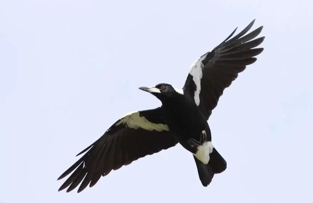Swooping Season Is Here! How to Keep Kids Safe From Magpies This Spring