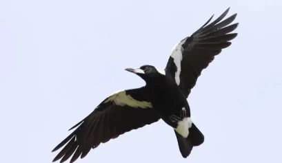 Swooping Season Is Here! How to Keep Kids Safe From Magpies This Spring