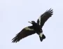 Swooping Season Is Here! How to Keep Kids Safe From Magpies This Spring